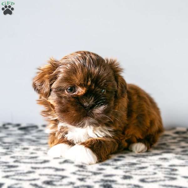 Marla, Shih Tzu Puppy